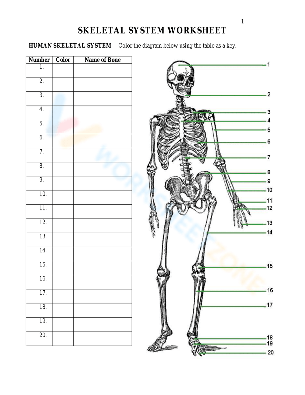 free printable skeletal system worksheets