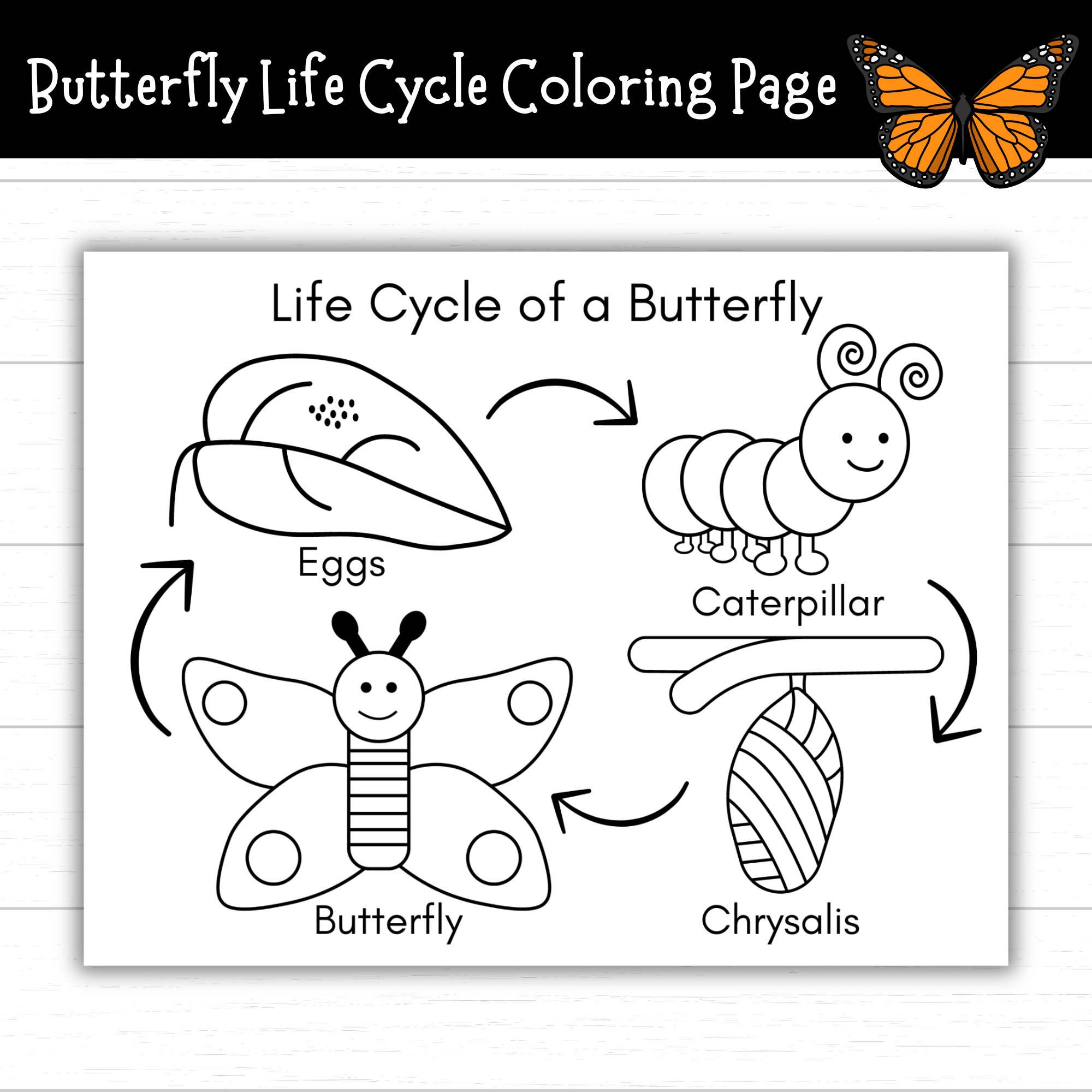 free printable life cycle of a butterfly worksheet