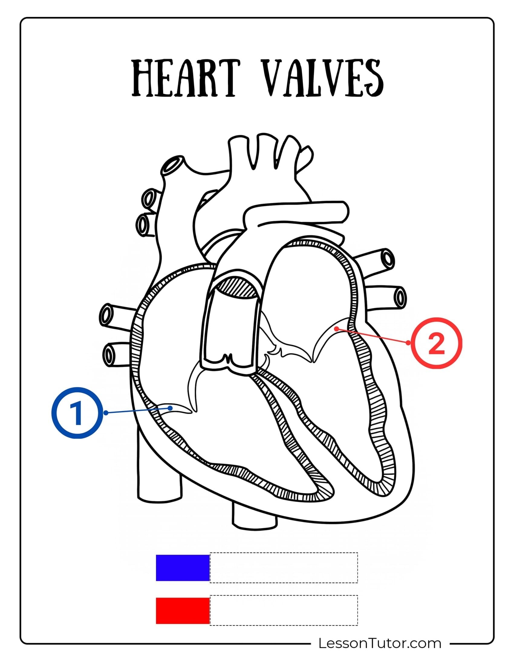 free printable human heart worksheets free printable human heart worksheets