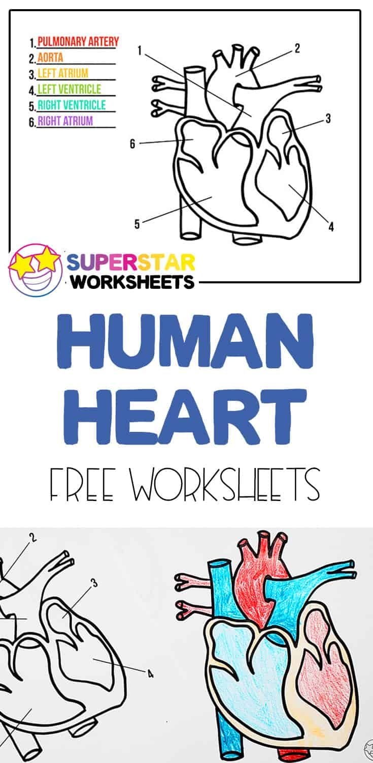 Free Heart Worksheets Free Heart Worksheets