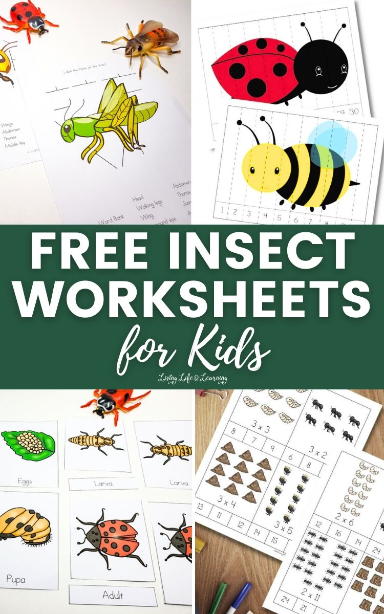 free printable insect worksheets for preschoolers