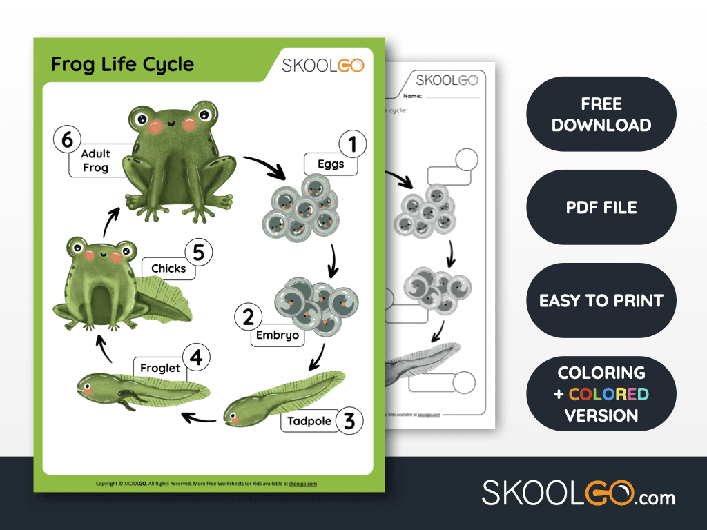 free printable life cycle of a frog worksheet