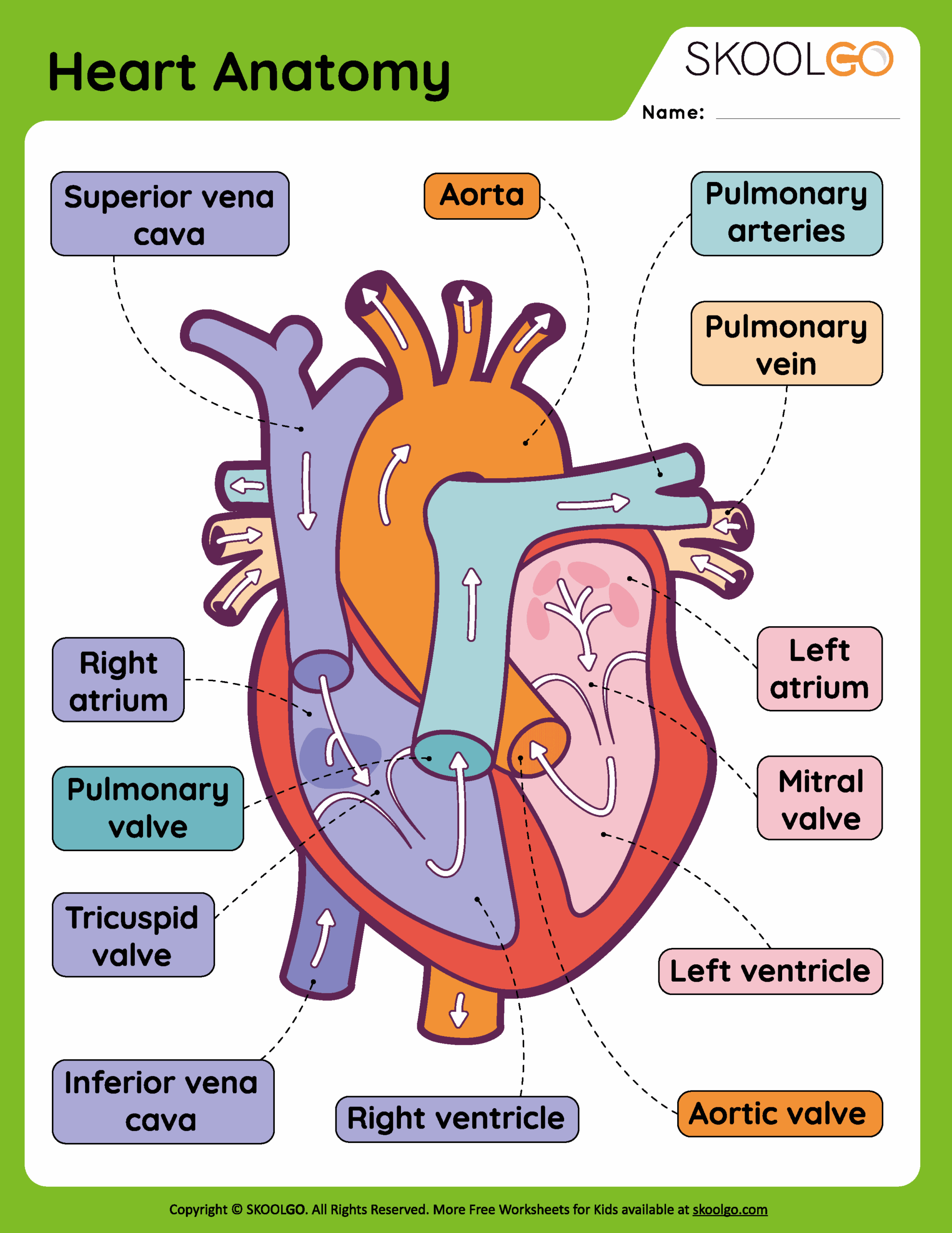 Heart Anatomy Free Worksheet For Kids SKOOLGO Heart Anatomy Free Worksheet For Kids SKOOLGO