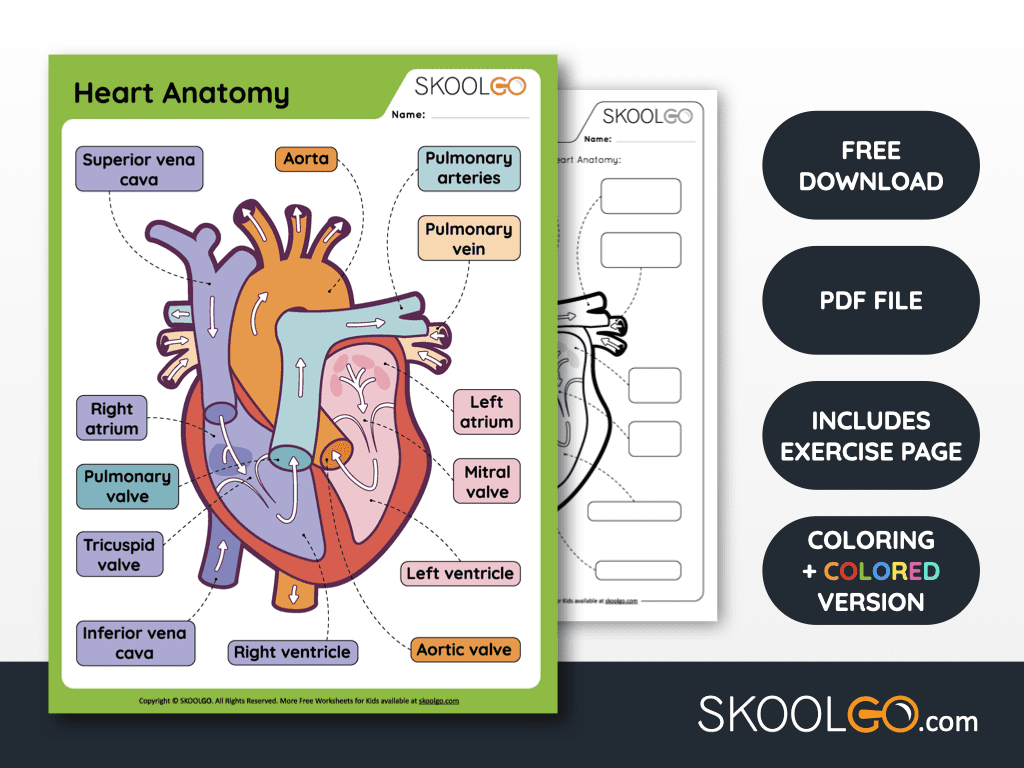 Heart Anatomy Free Worksheet For Kids SKOOLGO Heart Anatomy Free Worksheet For Kids SKOOLGO