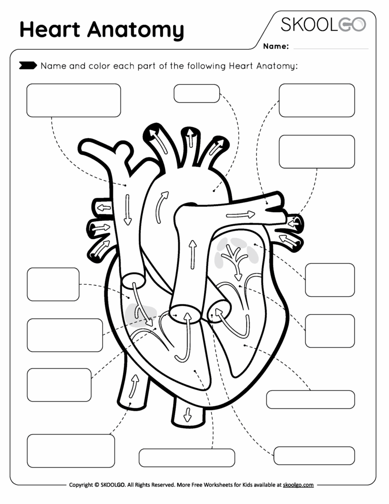 Heart Anatomy Free Worksheet For Kids SKOOLGO