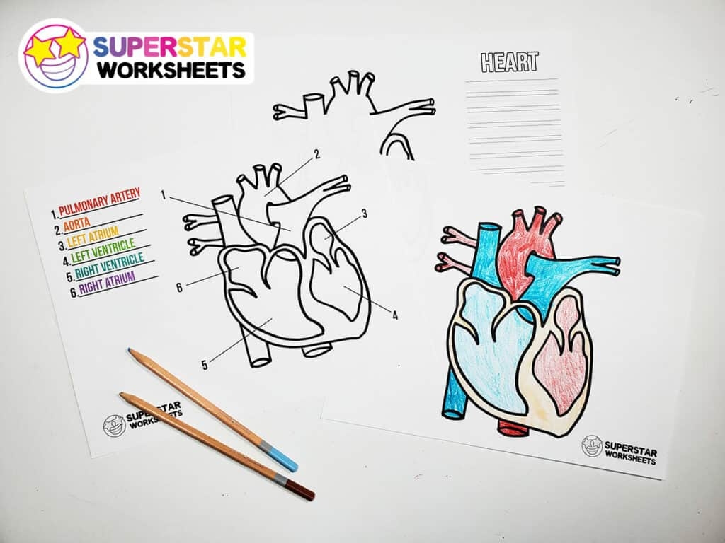 Heart Worksheets Superstar Worksheets Heart Worksheets Superstar Worksheets