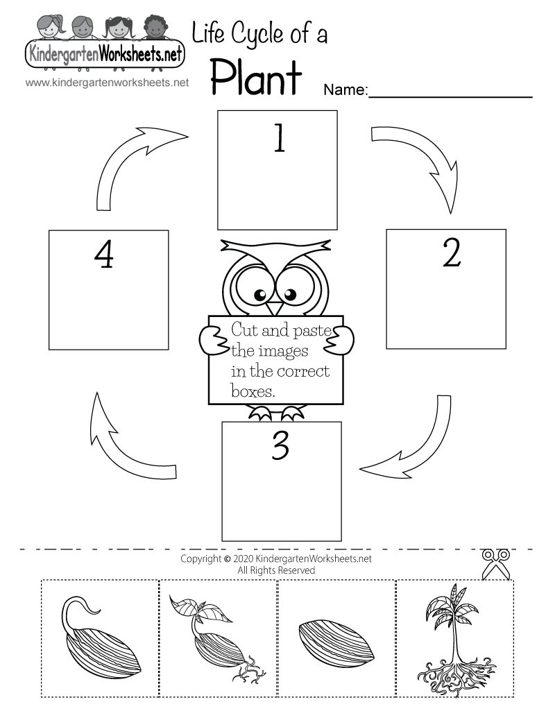 free plant life cycle worksheet printables