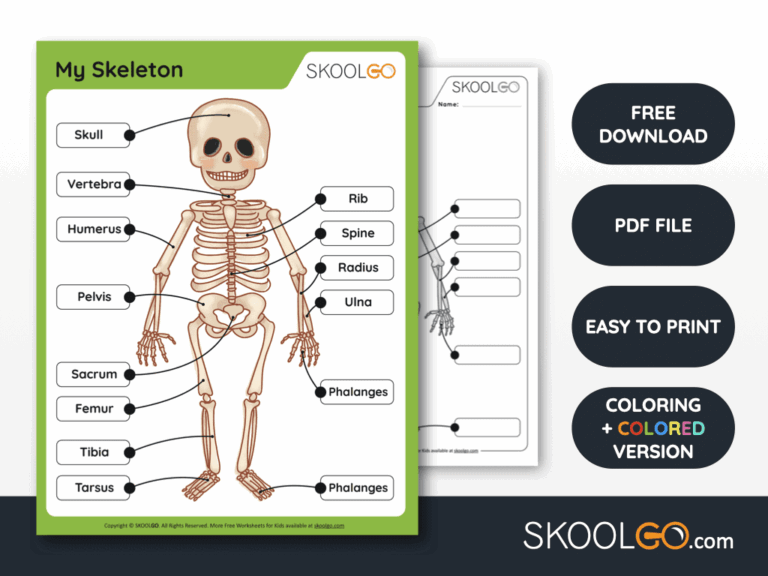 My Skeleton Free Worksheet SKOOLGO