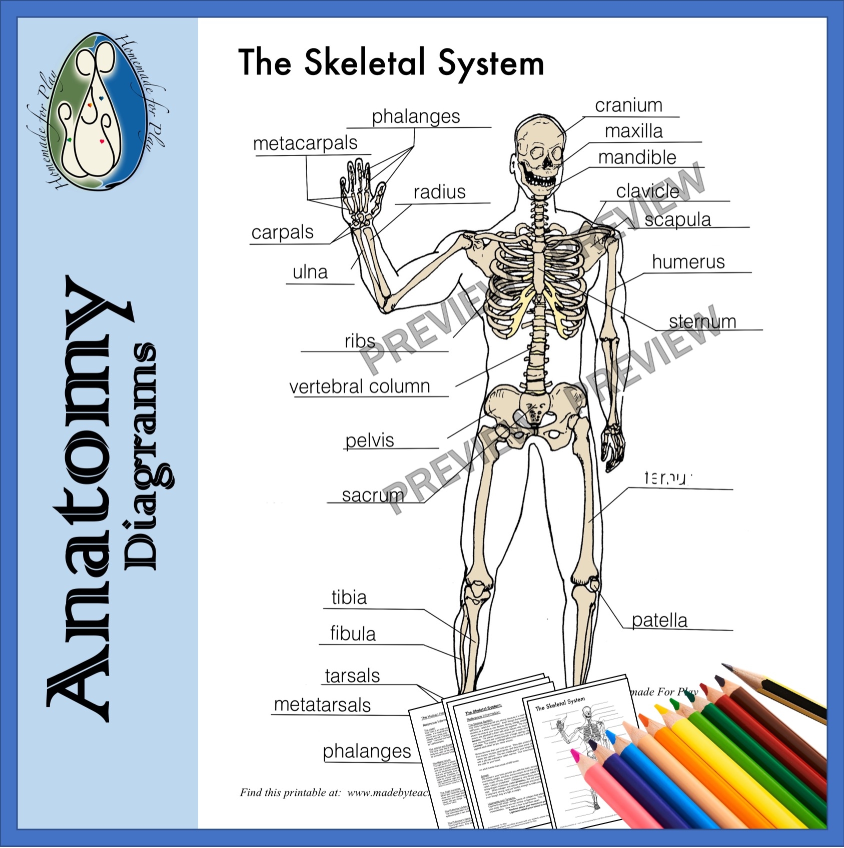 human skeleton printable worksheet